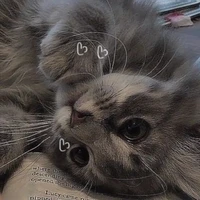 T/g cute