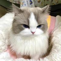 𝐊𝐢𝐦𝐧𝐠𝐮𝐮|𝙏𝙖𝙪𝙧𝙪𝙨