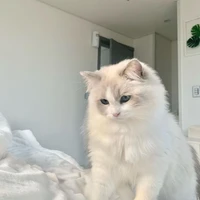 𝐌𝐞𝐨𝐝𝐳𝐚𝐢|𝙇𝙚𝙤