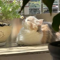 𝐘𝐞𝐭𝐲𝐞𝐭|𝙎𝙘𝙤𝙧𝙥𝙞𝙤