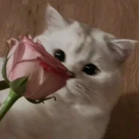 𝐆𝐢𝐚𝐢𝐧𝐡𝐢|𝘾𝙖𝙣𝙘𝙚𝙧