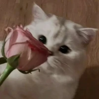 𝐆𝐢𝐚𝐢𝐧𝐡𝐢|𝘾𝙖𝙣𝙘𝙚𝙧