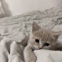 𝐁𝐢𝐧𝐡𝐬𝐮𝐲|𝙇𝙞𝙗𝙧𝙖