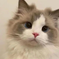 mèo Munchkin