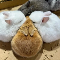 Băng Cướp Sa Mạc