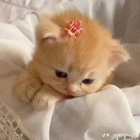 Bông🎀