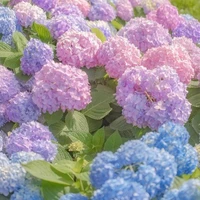 all