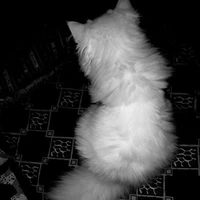 Hệ Thống _ Ryrurru ( Dạng Mèo )