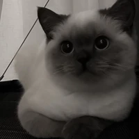 Misuko ( Mèo Của Conan )