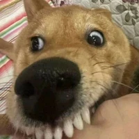 tác giả đây