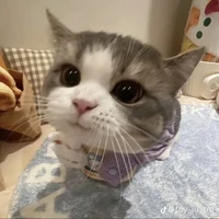 Tác giả rất lười