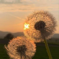 Dandelion