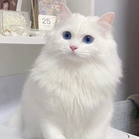 Little meow~
