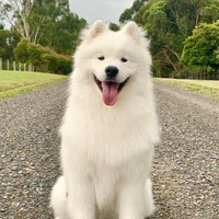 Lulu