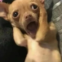 bố m cân hết tất cả các NV!