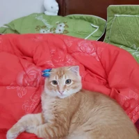 gái của đệ của mikami