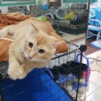 con của yêu tinh yêu tinh vương