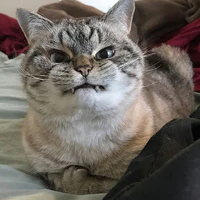 Meozmeoz