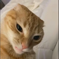 mẫn nhi 🐈‍⬛