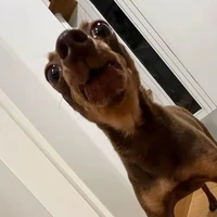 tác giả cuteo nhất vũ trụ😘