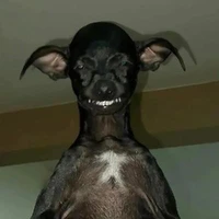 chó