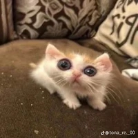 Độc giả iu quý🙃