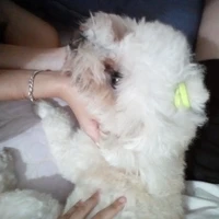 tác giả hay làm rap :)