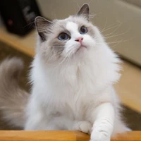miêu