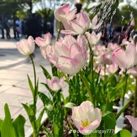 𝄞ᰔᩚ𓍯𝓣𝓻𝓪𝓪𝓷𝓷𝓲𓍯ᰔᩚ𝄞