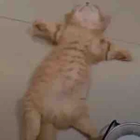 Pet cam
