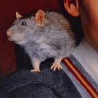 Scabbers