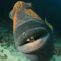 NHÓM ANH /trừ ai keme/