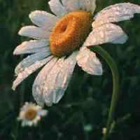 Cô bé nào đó ?????