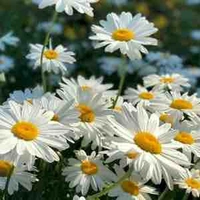 __Country humans teacher__