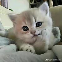 hệ thống windy 