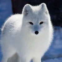 🦊Cáo Tuyết❄