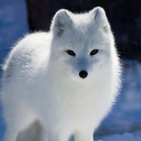 🦊Cáo Tuyết❄