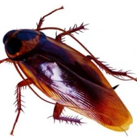 gián
