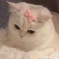 Tg 