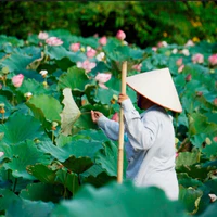 LÝ QUỲNH PHI