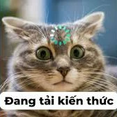 cả lớp 