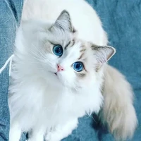 hệ thống meow~