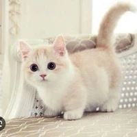 mắm