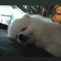 Heo béo dog