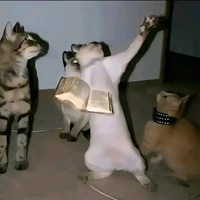 nhóm bạn hiha aut