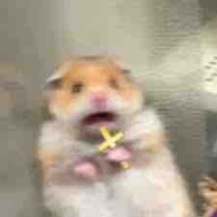 Hamster béo🙃