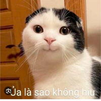 1. t/g chính