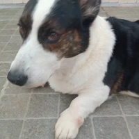 chó
