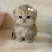 Mimi(Bé mèo của Long áo đen)