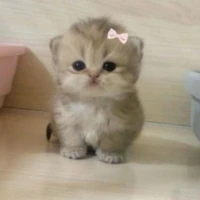 Mimi(Bé mèo của Long áo đen)